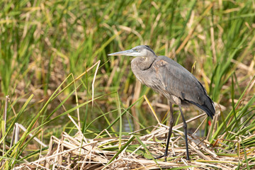 Great Blue Heron in Florida Marsh