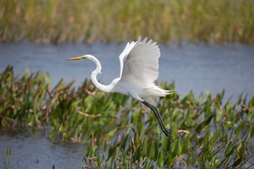 Great Egret taking flight