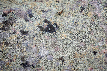 Moss texture on rocks, the natural landscape of White sea