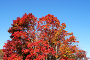 Fototapeta premium 七色大カエデの紅葉（大峰高原）