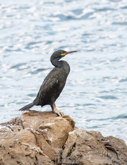 Great Cormorant or Phalacrocorax carbo in nature