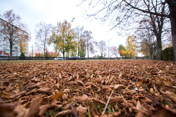 autumn leaves in a city park
