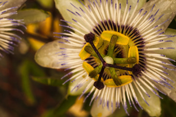 Passiflora incarnata blossom flower