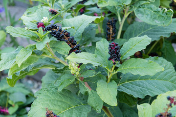 Phytolacca esculenta - Dark fruits of a plant with green leaves.
