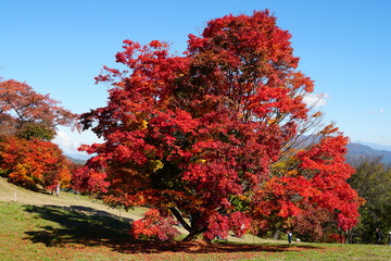 七色大カエデの紅葉（大峰高原）