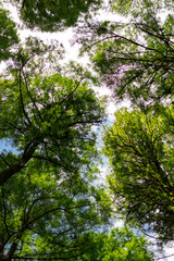 Pulm&atilde;o do mundo.