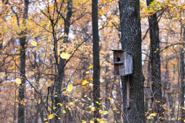 beautiful wooden nesting box in the autumn forest