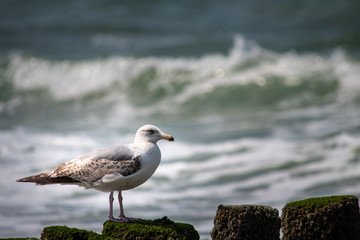 Möve am Strand