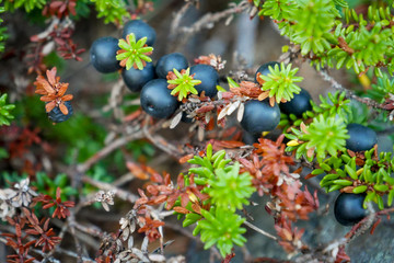 Black crowberry on White sea bay, Russia