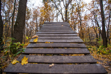 wooden ramp in the forest