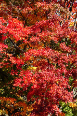 七色大カエデの紅葉（大峰高原）