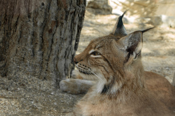 Young Eurasian or Siberian lynx, wild cat peacefully rests