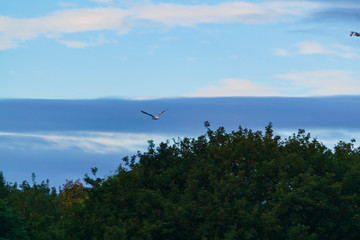 gull over trees with cloudy sky