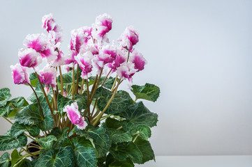 Blossoming plant of cyclamen in flowerpot  on white background. Copy space.