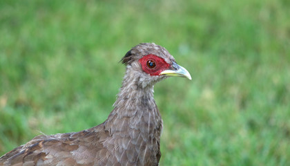 Portrait of blue pheasant. On the island of Isola Madre in Lake Maggiore, Italy.