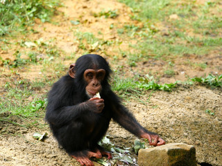 Bébé Chimpanzé