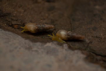 Garden snails