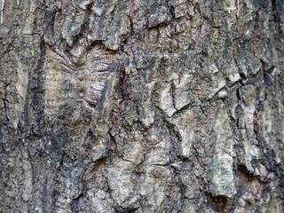 	 Bark of tree natural wood for texture