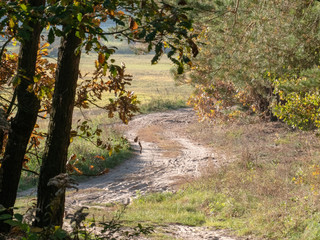 road in woods while spring to autumn transition with beautiful orange and red tones	