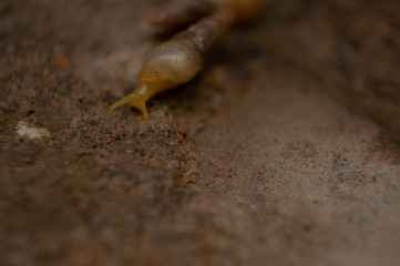 Garden snail 2