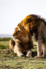 Naklejka premium two brother lions in serengeti