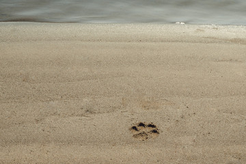 dog print in the sand