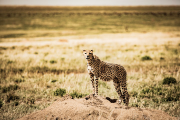 cheetah in the grass