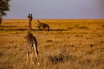 giraffe in serengeti national park tanzania africa