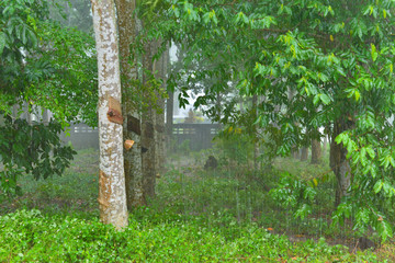 Para wood forest and raining 
