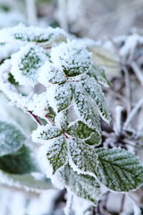 Green blackberry leaves covered with rime. Frozen winter day.