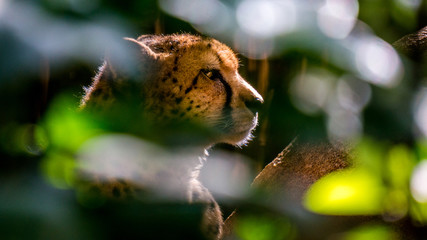 guépard