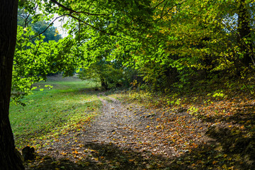 Park landscape, trees by the alley in the park on a sunny day.