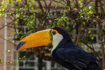 portrait of a toucan3