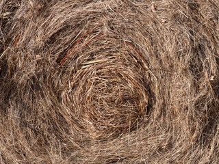 old orange grass close up for texture background