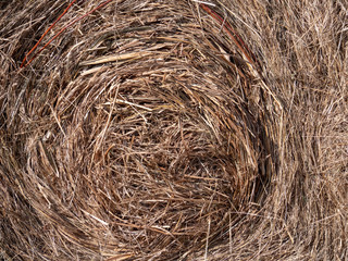 old orange grass close up for texture background