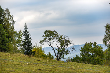 Obraz premium Tree on a glade on a background of mountains, rural landscape.
