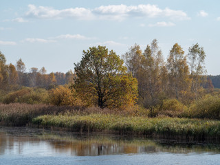 road in woods while spring to autumn transition with beautiful orange and red tones	
