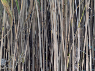 	 Bark of tree natural wood for texture