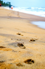 Traces of a couple in love on the sand. Kalutara. Sri Lanka
