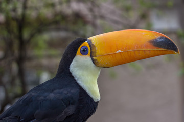 Naklejka premium portrait of a toucan