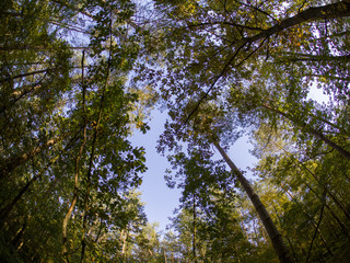road in woods while spring to autumn transition with beautiful orange and red tones	