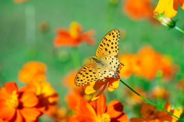 キバナコスモスと蝶