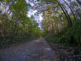 road in woods while spring to autumn transition with beautiful orange and red tones	