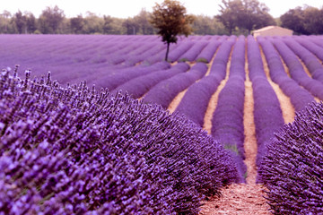 lavender field in provence france