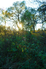 Obraz na płótnie Canvas Forest with dense vegetation with the last rays of the sun