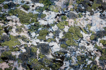 Moss texture on rocks, the natural landscape of White sea