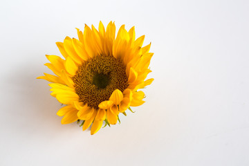 Obraz premium Sunflower