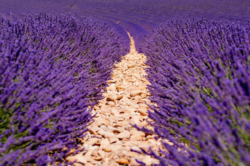 lavender flower background