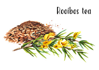 Heap of dry rooibos healthy organic tea with branch of the rooibos plant. Watercolor hand drawn illustration  isolated on white background
