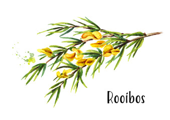 Rooibos branch, Aspalathus linearis. Watercolor hand drawn illustration, isolated on white background